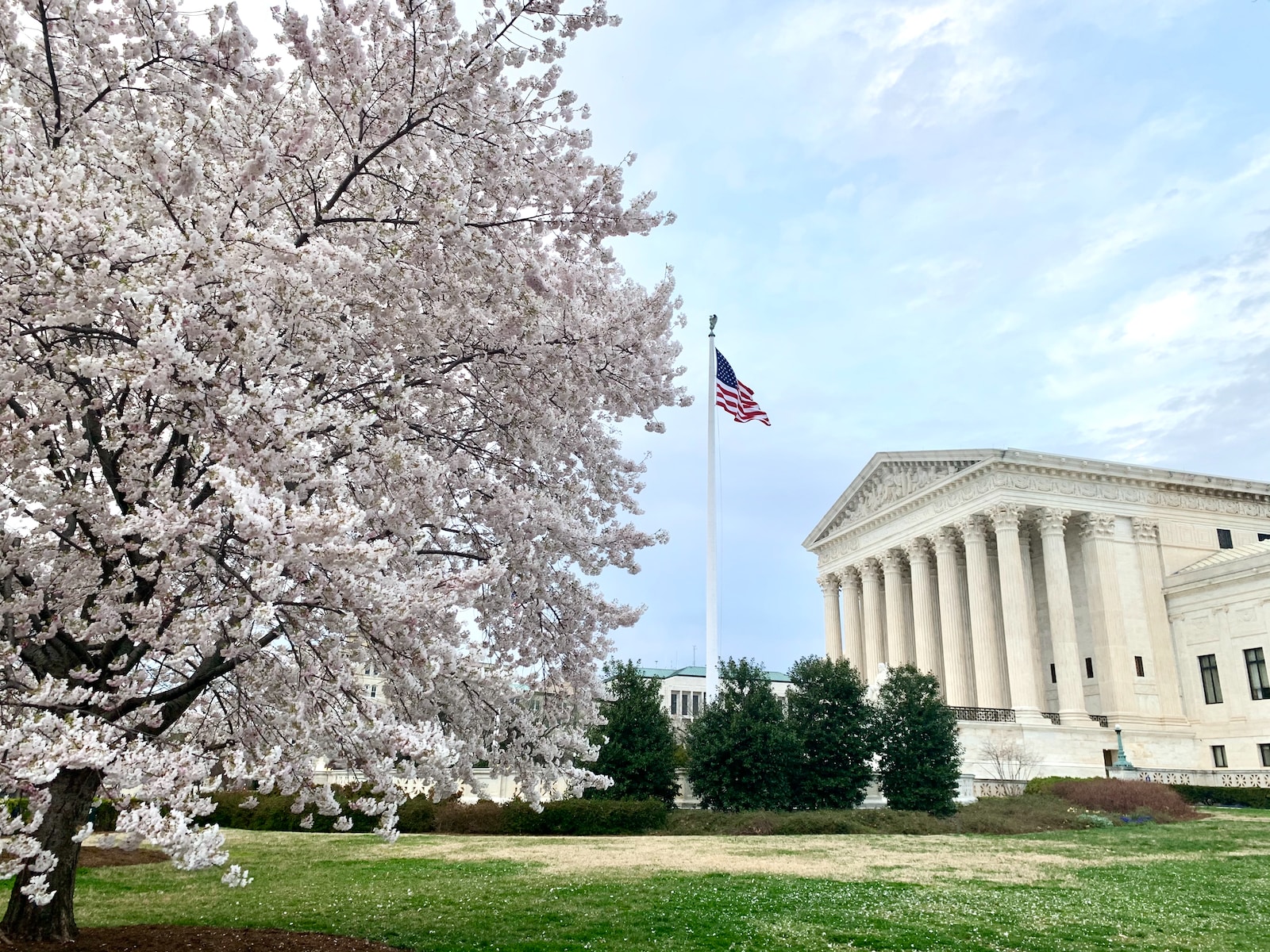 Cherry blossoms, Supreme Court